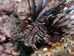 up close to NC Lion fish by Joe Kamer 